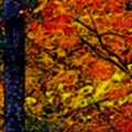 Colored Pencil FAA 09